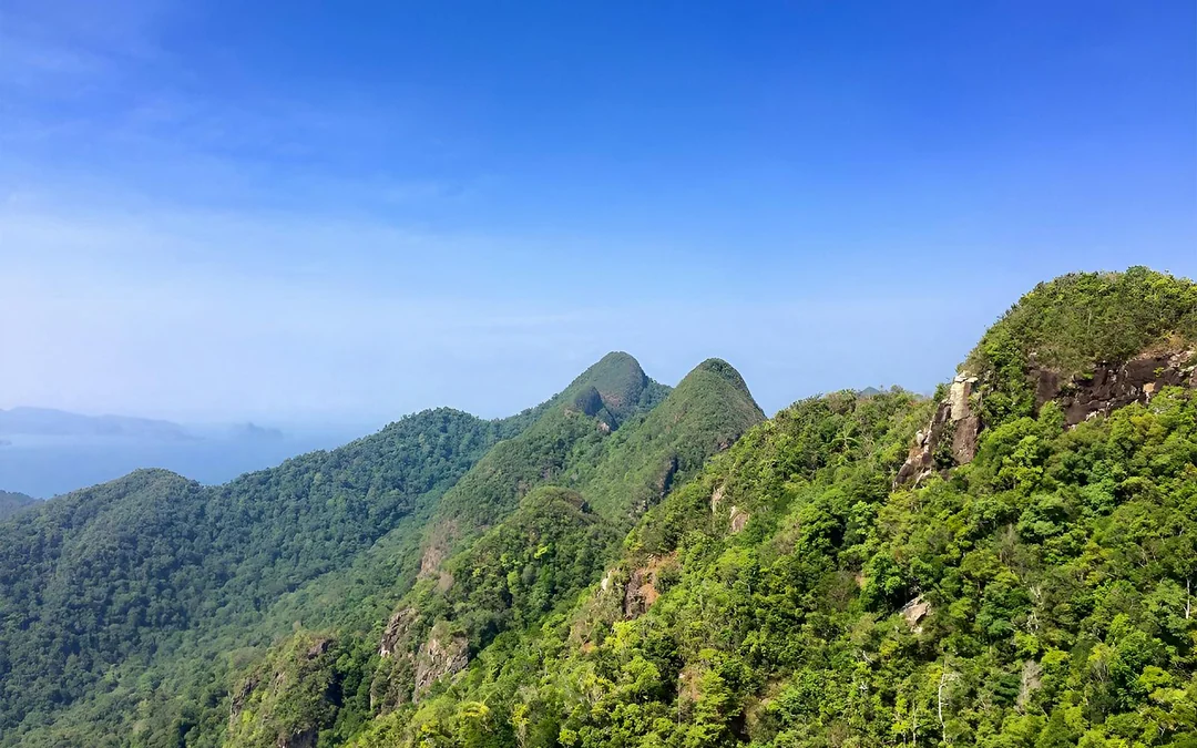 Guided Bird Watching Tour in Langkawi with Round-Trip Transfers Image 5
