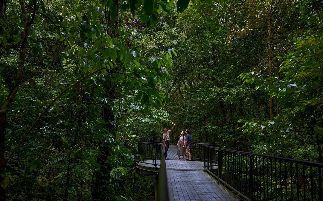 Guided Tour of Cape Tribulation, Daintree & Mossman Gorge with Hotel Transfers + Lunch Image 2