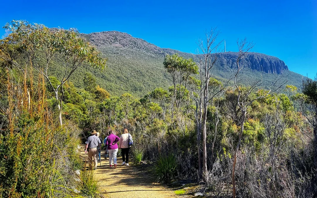 Guided Tour of Mt Wellington Image 2