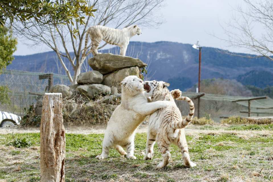 Gunma Wildlife Park, Japan | Electronic Admission Ticket