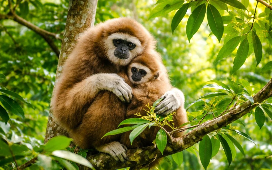 Gunung Leuser National Park 2-Day Orangutan Trek with Jungle Camp and River Tubing Image 2