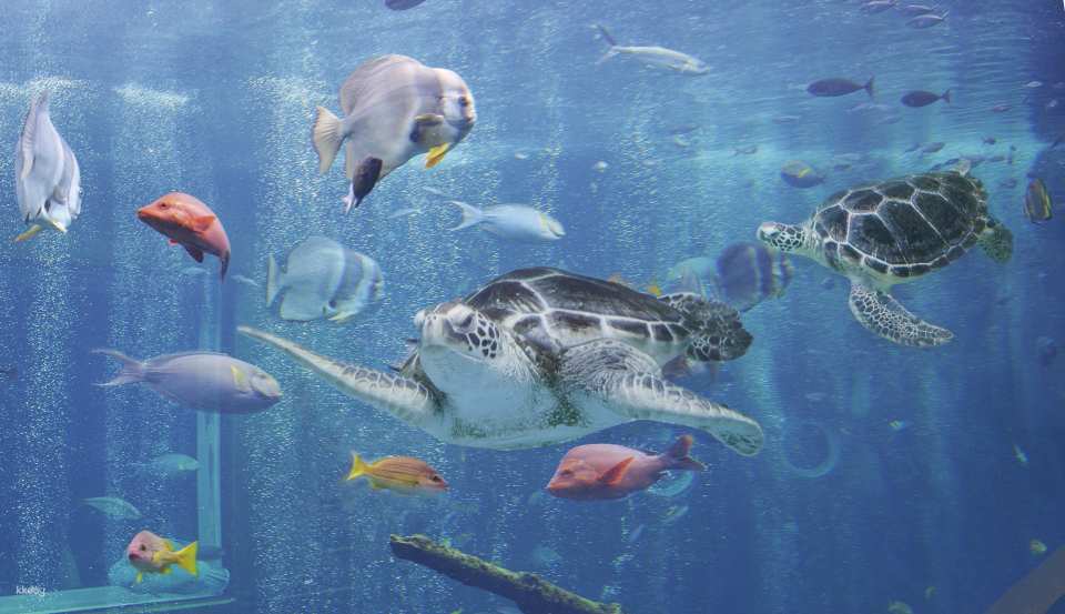 Hakone-en Aquarium Ticket (Hakone, Kanagawa Prefecture)