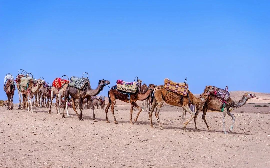 Half-Day Agafay Desert Tour with Camel or Quad Ride & Moroccan Tea Image 7