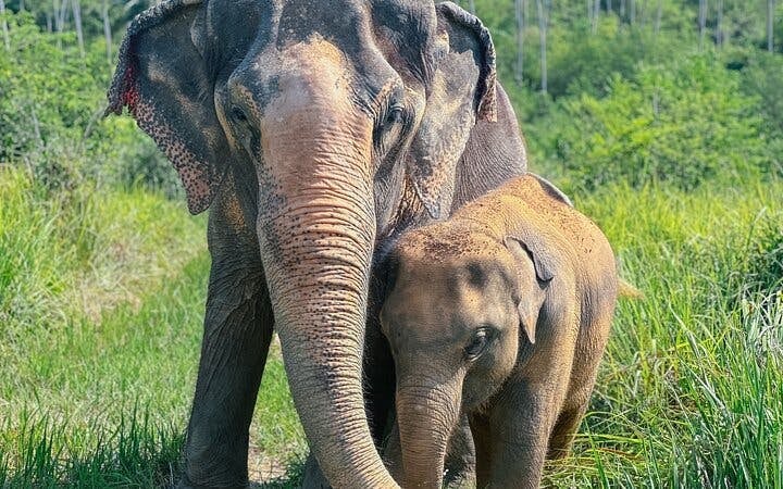 Half Day Elephant Home Sanctuary in Samui with transfer Image 2