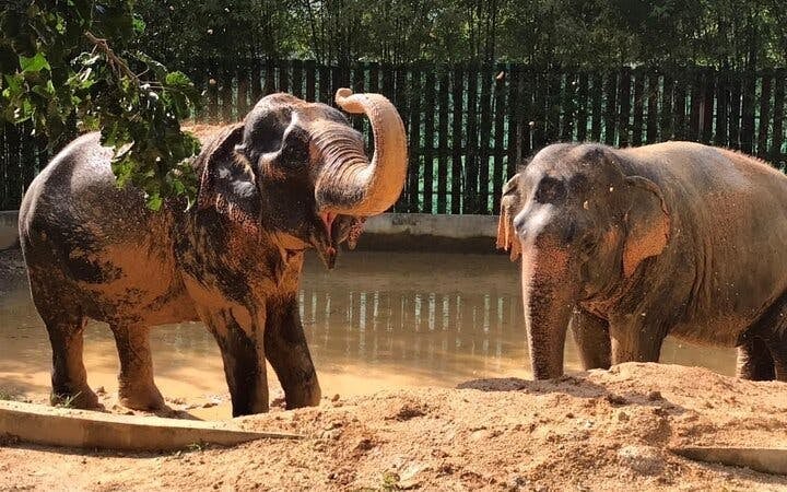 Half Day Elephant Home Sanctuary in Samui with transfer Image 3