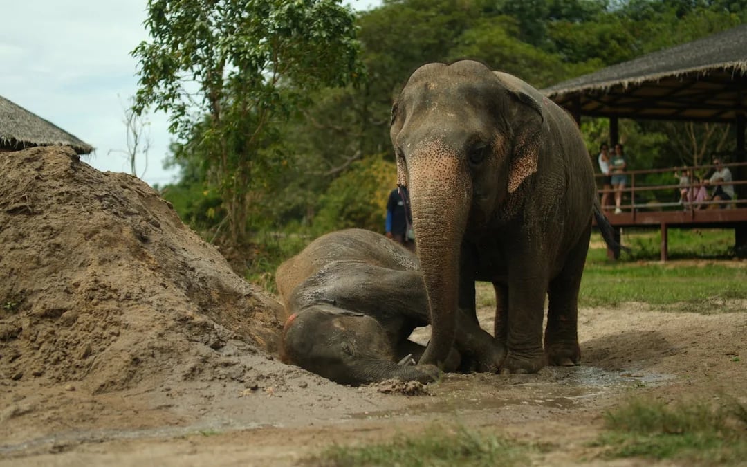 Half Day Elephant Home Sanctuary in Samui with transfer Image 5