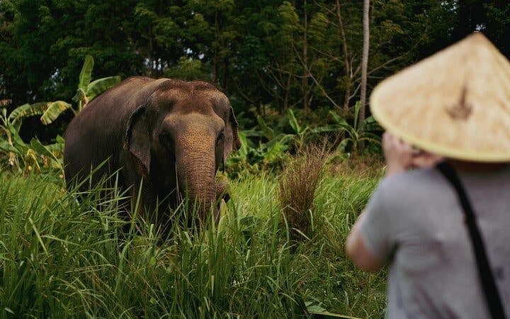Half Day Elephant Home Sanctuary in Samui with transfer Image 8