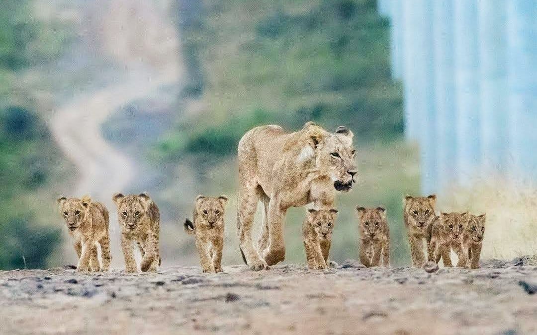 Half-Day Nairobi National Park Game Drive Safari with Hotel Transfers Image 1