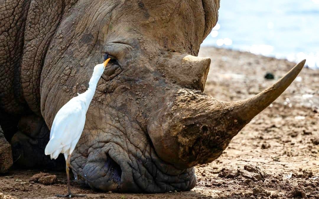 Half-Day Nairobi National Park Game Drive Safari with Hotel Transfers Image 3