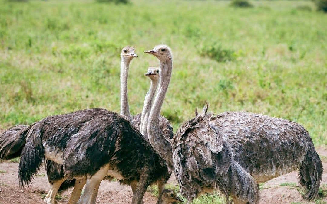 Half-Day Nairobi National Park Game Drive Safari with Hotel Transfers Image 4