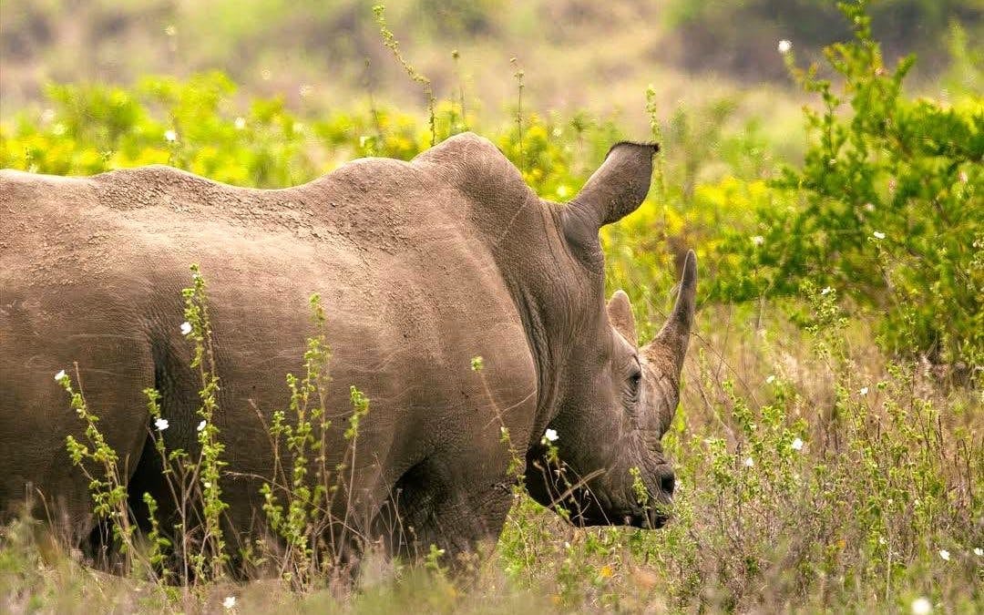 Half-Day Nairobi National Park Game Drive Safari with Hotel Transfers Image 6