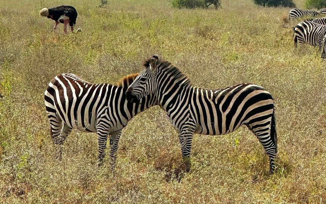 Half-Day Nairobi National Park Game Drive Safari with Hotel Transfers Image 7