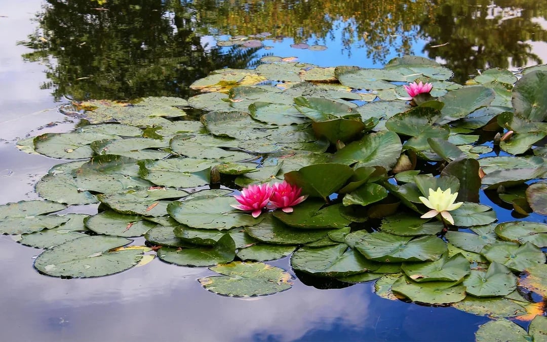 Half-Day Tour to Giverny from Paris with Monet’s House & Gardens Image 5