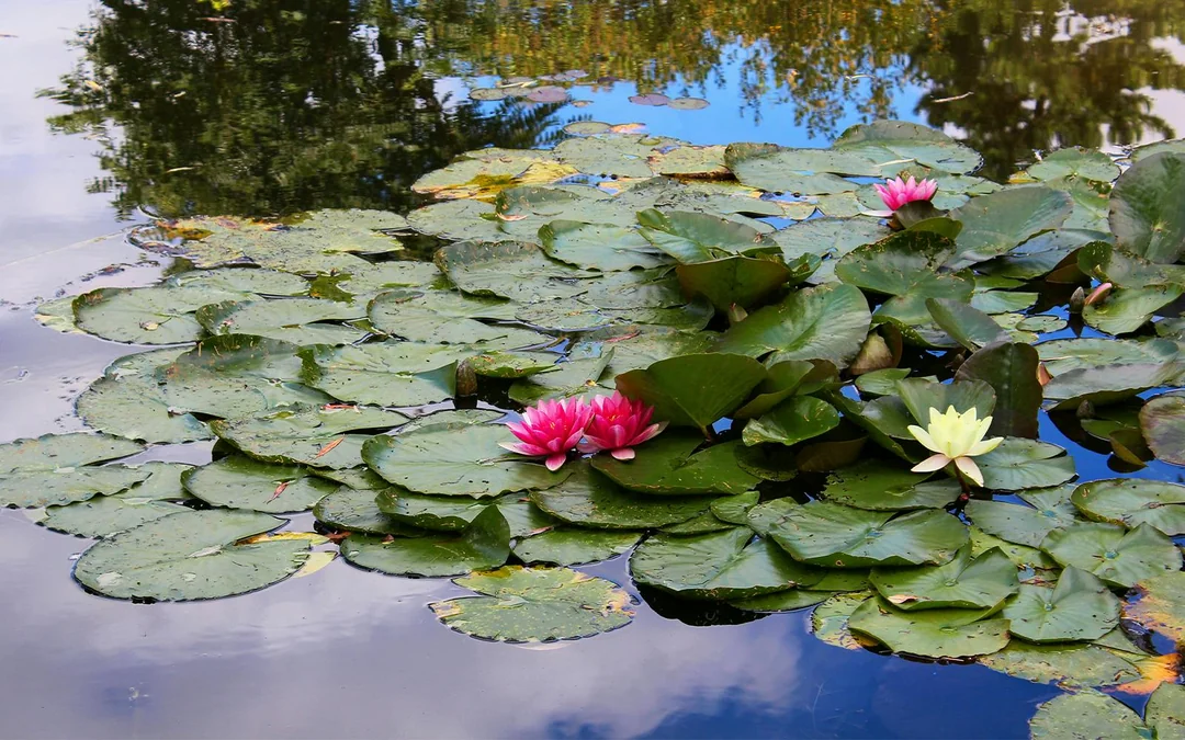 Half-Day Tour to Giverny from Paris with Monet’s House & Gardens Image 5