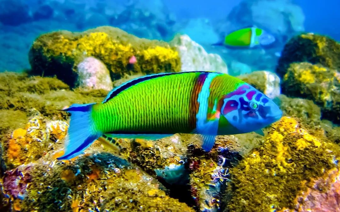 Halkidiki: Beginner Scuba Diving Lesson and Guided Dive Image 1
