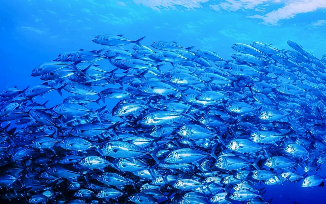 Halkidiki: Beginner Scuba Diving Lesson and Guided Dive Image 3