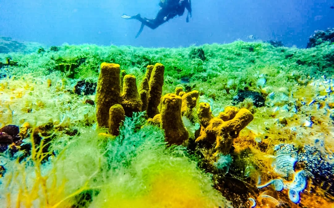 Halkidiki: Beginner Scuba Diving Lesson and Guided Dive Image 4