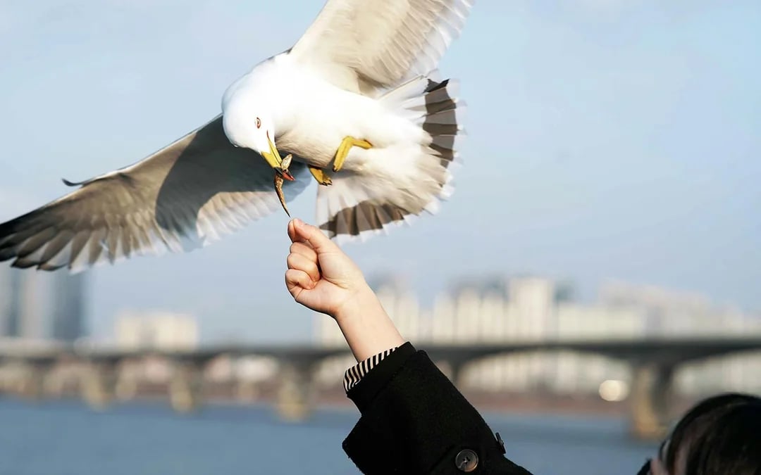 Han River Sightseeing Cruise by Eland Cruise Image 10