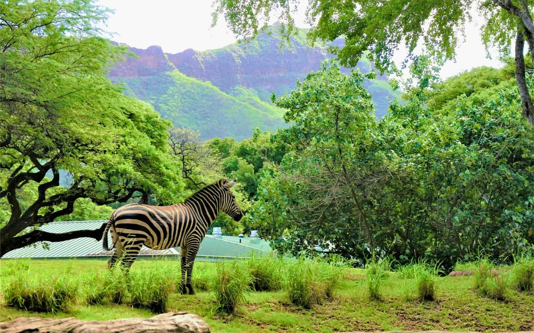 Hanauma Bay & Honolulu Zoo Combo Tickets Image 5