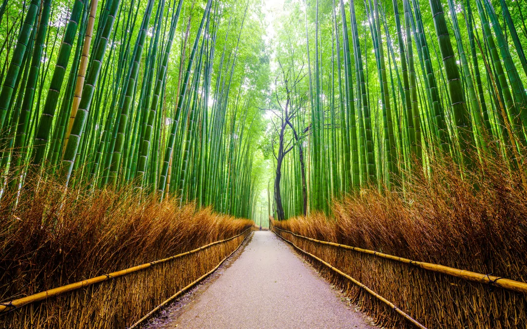 Hankyu Railway 1-Day Pass: Between Osaka, Kyoto, Kobe & Takarazuka Image 2