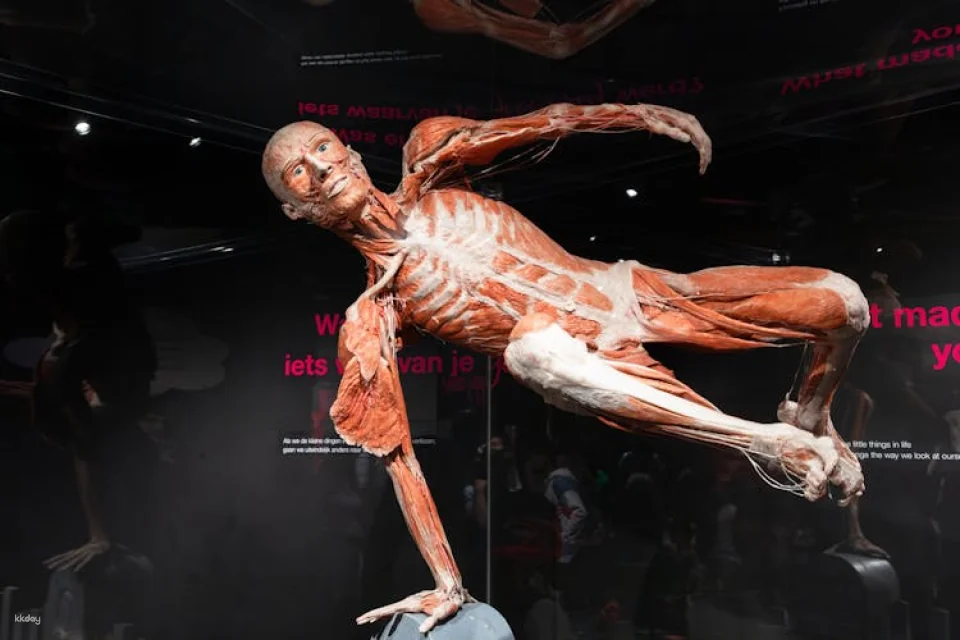 Body Worlds of Amsterdam: The Happiness Project ticket
