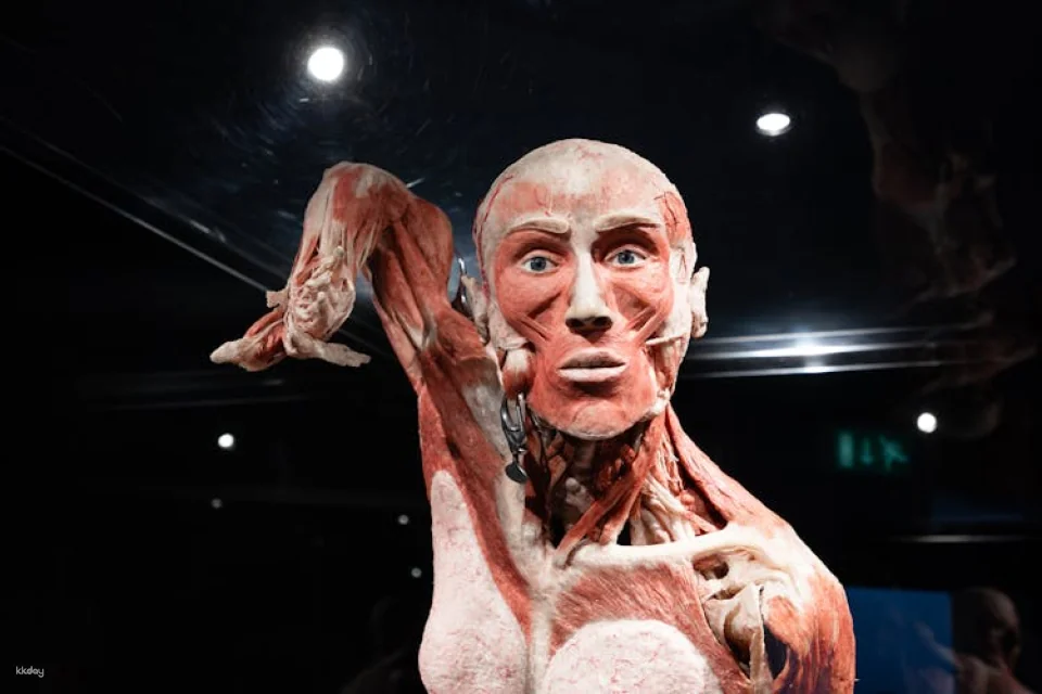 Body Worlds of Amsterdam: The Happiness Project ticket
