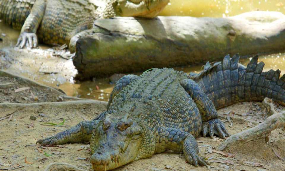 Hartley's Crocodile Adventures Park Entry | Queensland