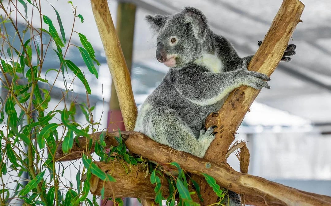 Hartley's Koala Breakfast Image 3
