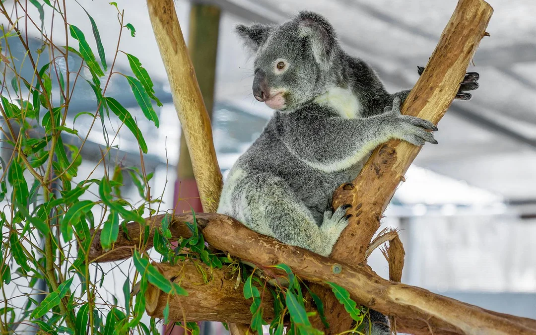 Hartley's Koala Breakfast Image 3