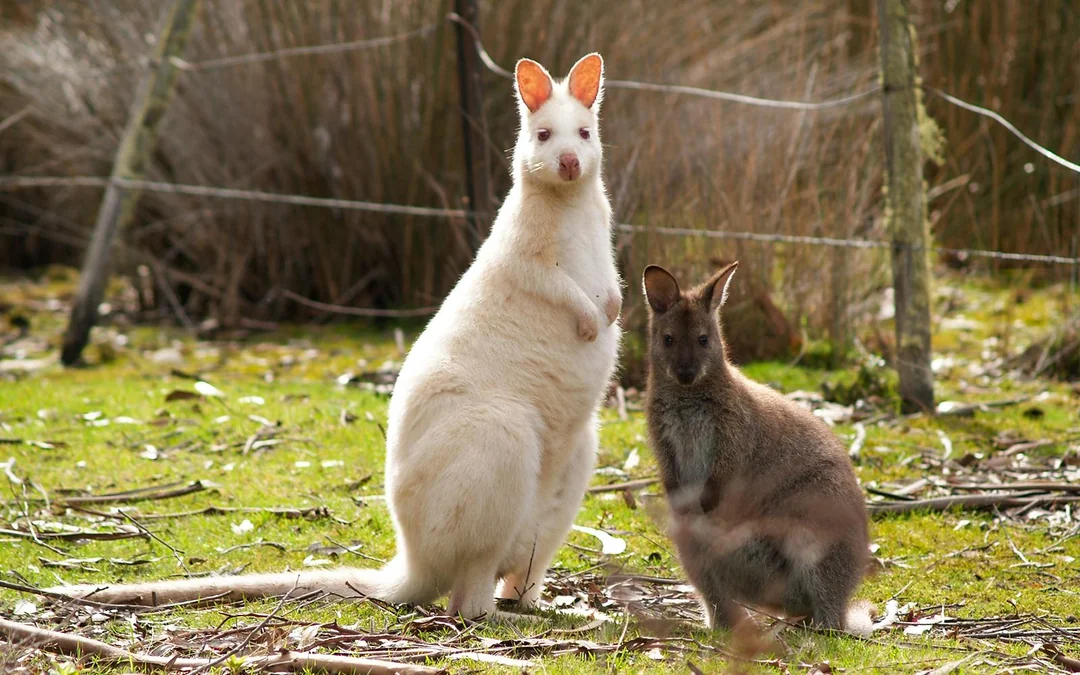 [Headout Exclusive 10% Off] From Hobart: Bruny Island Full-Day Guided Tour + Lighthouse, Lunch & Local Tastings Image 4