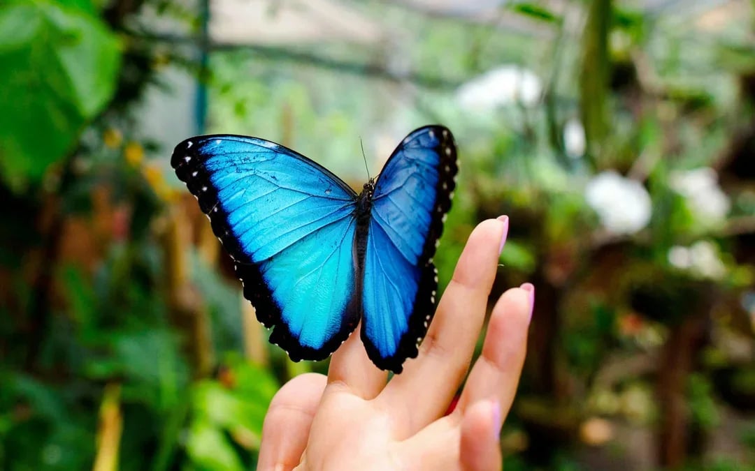 Headout Exclusive: The Butterfly Gardens Abu Dhabi Tickets Image 11