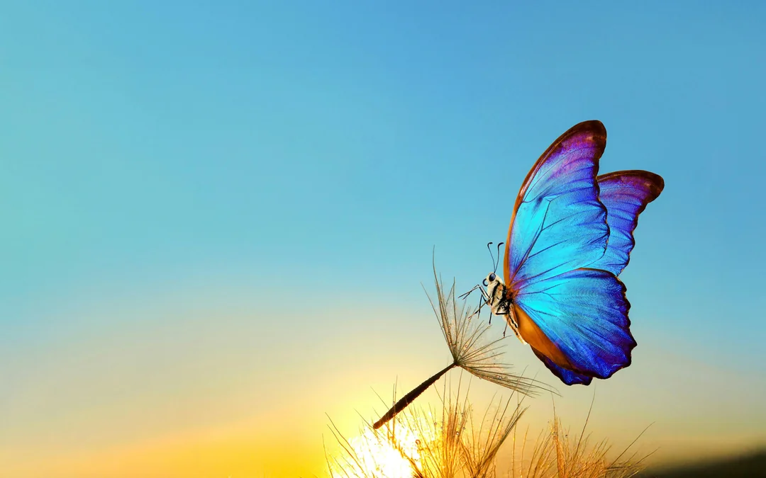 Headout Exclusive: The Butterfly Gardens Abu Dhabi Tickets Image 3