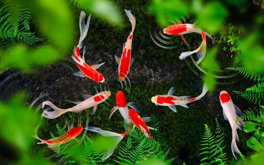 Headout Exclusive: The Butterfly Gardens Abu Dhabi Tickets Image 6