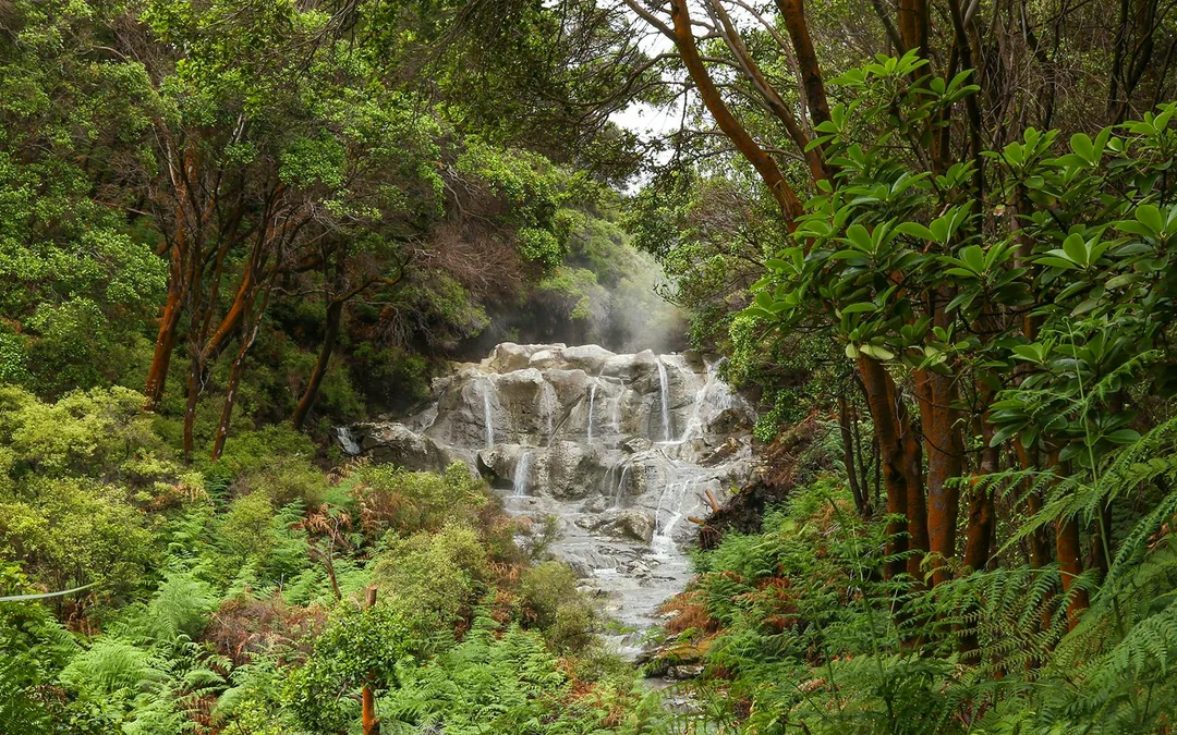 Hell's Gate Geothermal Walk & Māori Carving Tickets Image 4