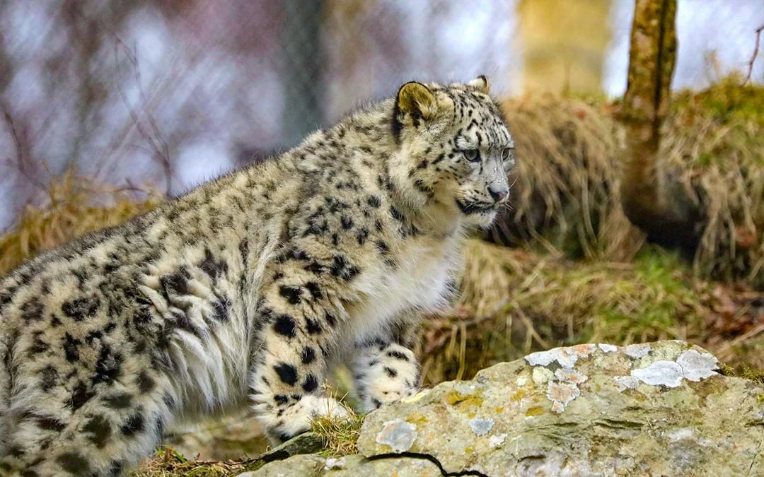 Highland Wildlife Park Entrance Tickets Image 3