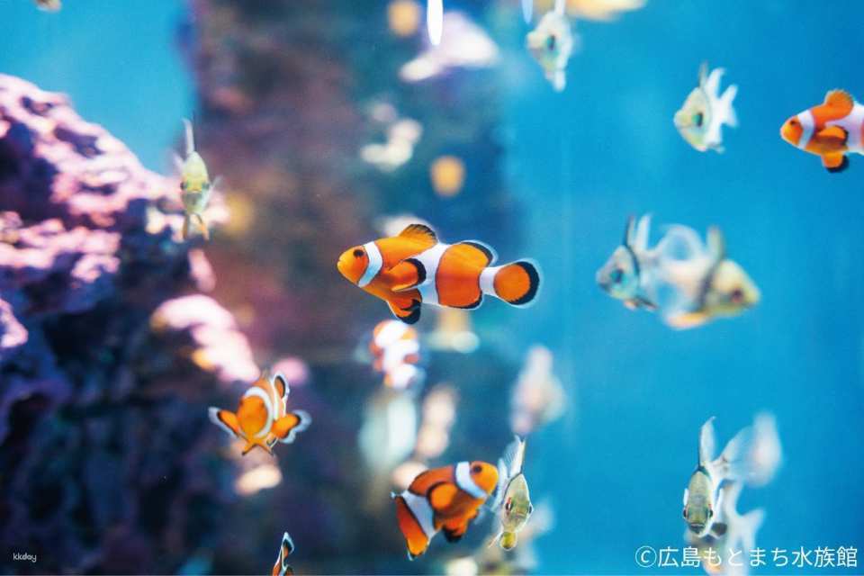 Hiroshima Motomachi Aquarium Admission Ticket (Hiroshima Prefecture, Hiroshima City)