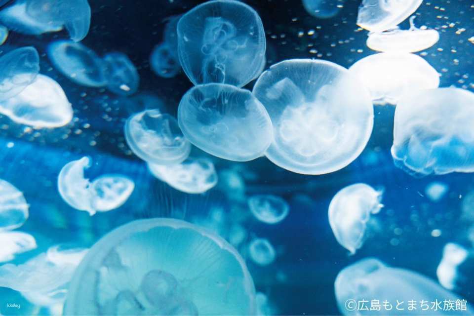 Hiroshima Motomachi Aquarium Admission Ticket (Hiroshima Prefecture, Hiroshima City)