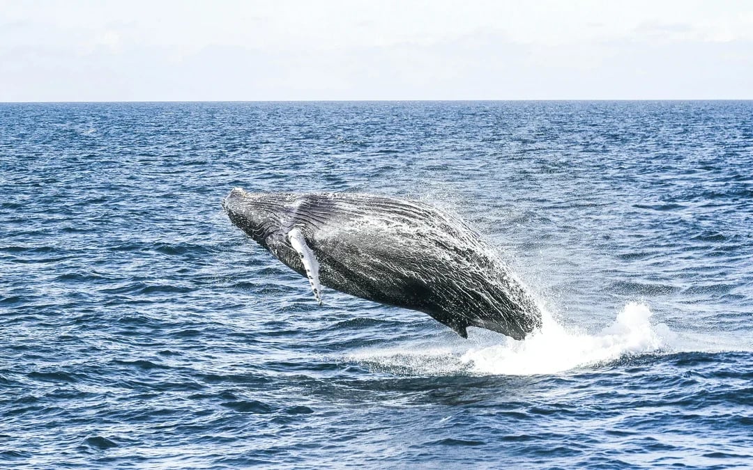 Hjalteyri: Whale Watching Small Group Boat Tour Image 3