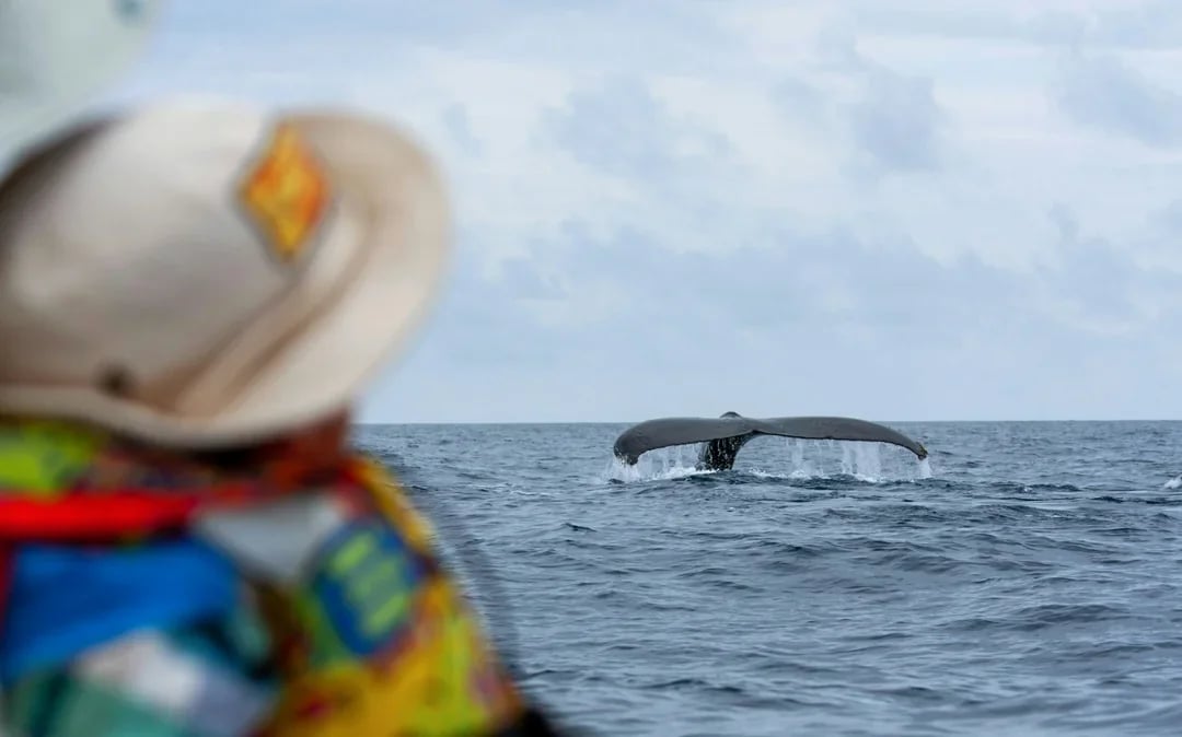 Hjalteyri: Whale Watching Small Group Boat Tour Image 5