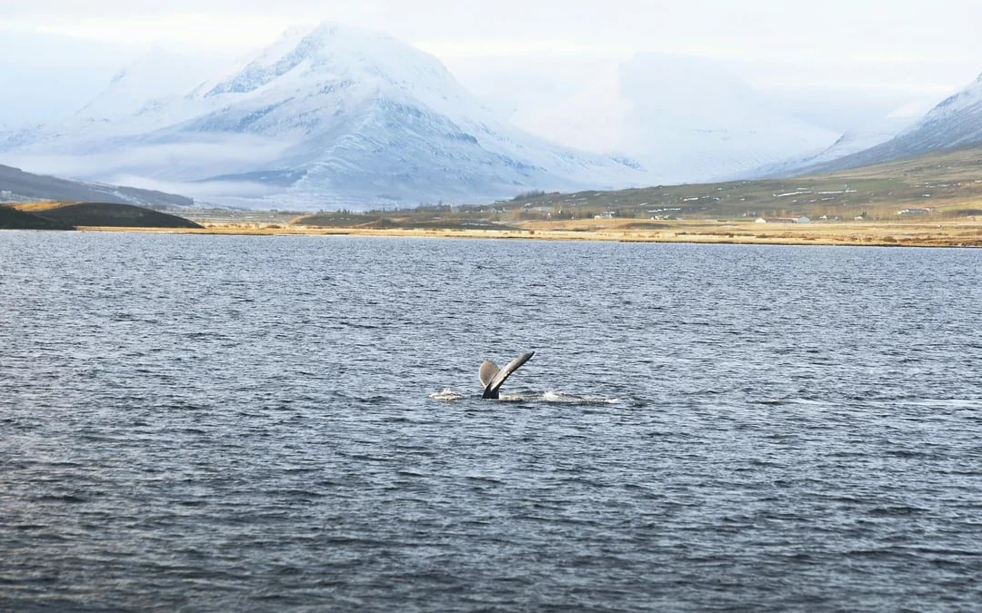 Hjalteyri: Whale Watching Small Group Boat Tour Image 7