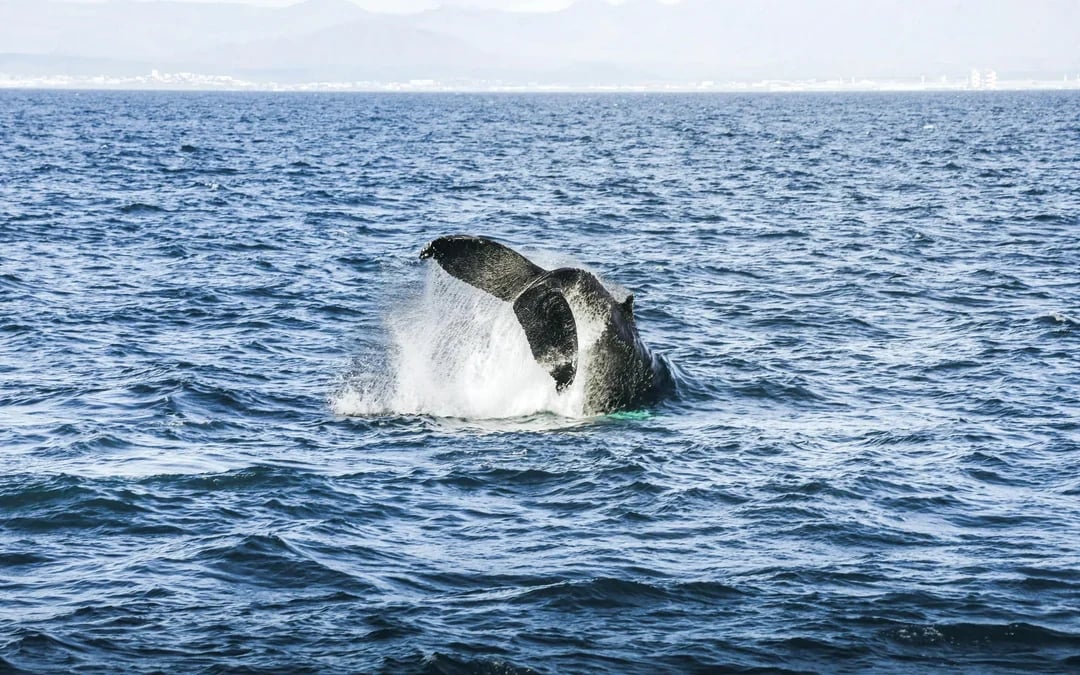 Hjalteyri: Whale Watching Small Group Boat Tour Image 8