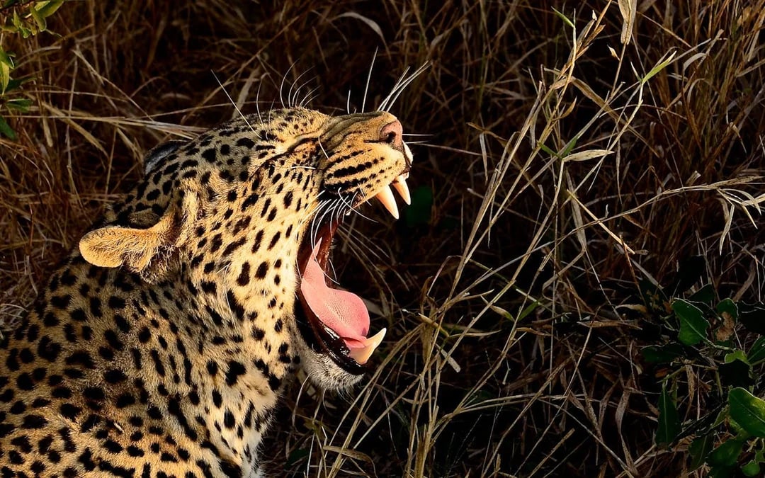 Hluhluwe Imfolozi Game Drive and St Lucia Boat Safari from Durban Image 1
