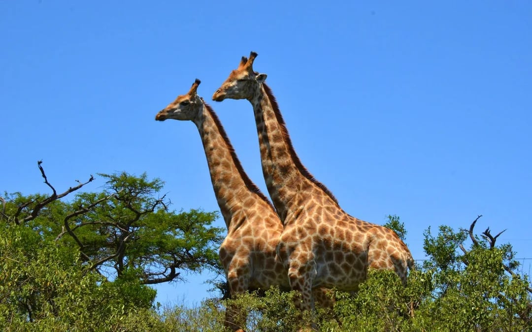 Hluhluwe-Imfolozi Park Guided Safari & Wild Cat Sanctuary Tour from Durban Image 3