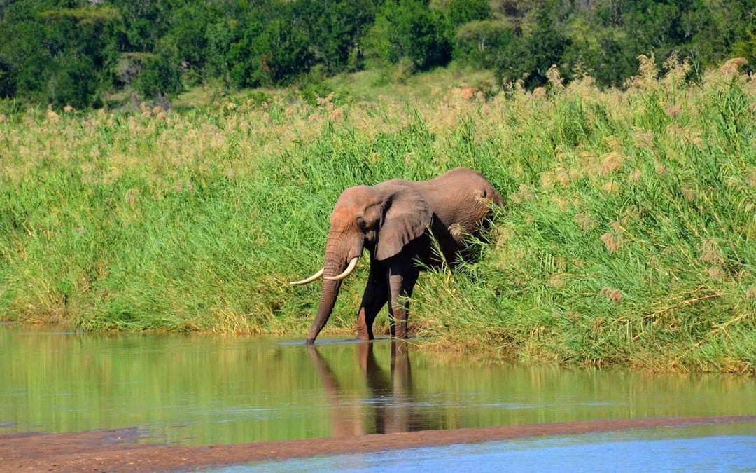 Hluhluwe-Imfolozi Park Guided Safari & Wild Cat Sanctuary Tour from Durban Image 6
