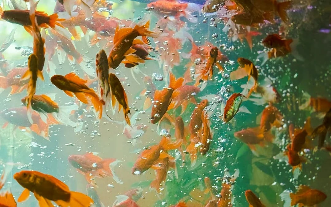 Ho Chi Minh City Hidden Cafes & Koi Fish Cafe Walking Tour With 2 Drinks Image 2