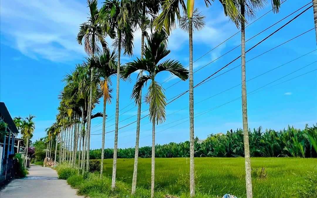 Hoi An Private Tra Nhieu Village Cycling Tour with Basket Boat Ride, Noodle-Making and Lunch Image 4