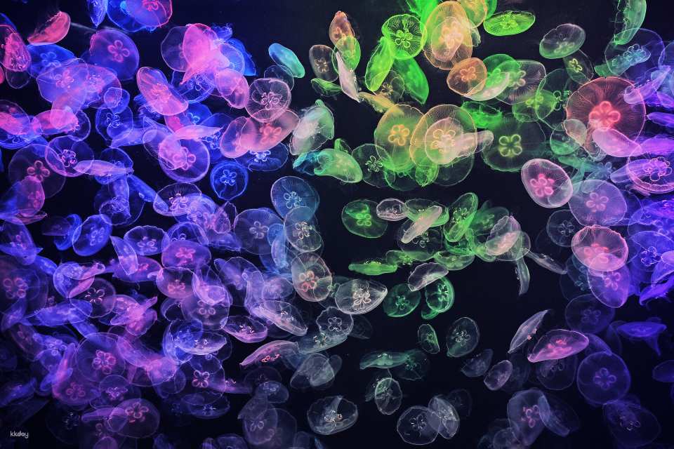 Hong Kong Ocean Cube Discovery Center | Hong Kong’s first ocean experience center | 2-hour experience ticket. Day ticket to explore the museum|A great place for parents and children
