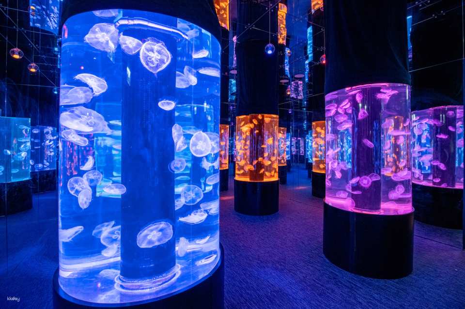Hong Kong Ocean Cube Discovery Center | Hong Kong’s first ocean experience center | 2-hour experience ticket. Day ticket to explore the museum｜A great place for parents and children