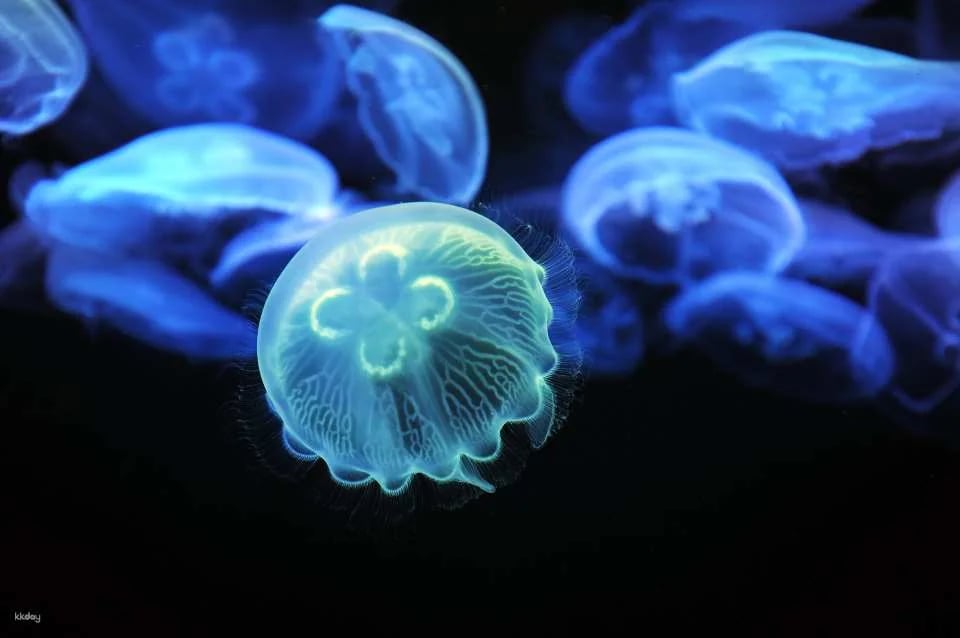 Hong Kong Ocean Cube Discovery Center | Hong Kong’s first ocean experience center | 2-hour experience ticket. Day ticket to explore the museum｜A great place for parents and children