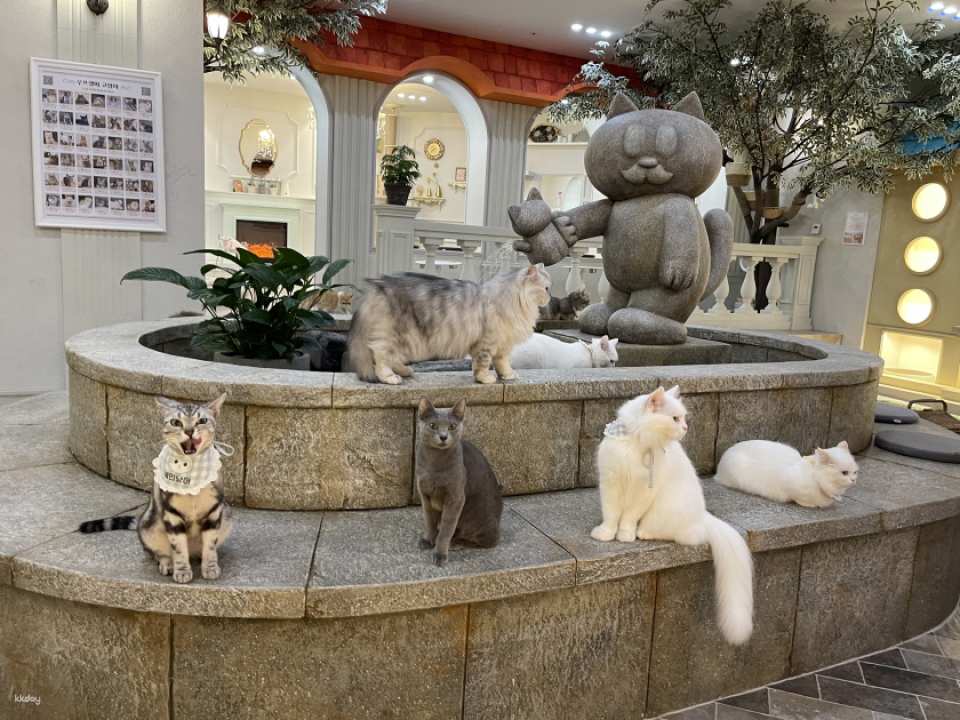 ROOF CAT ME Cat Cafe Weekday Discount Admission Ticket